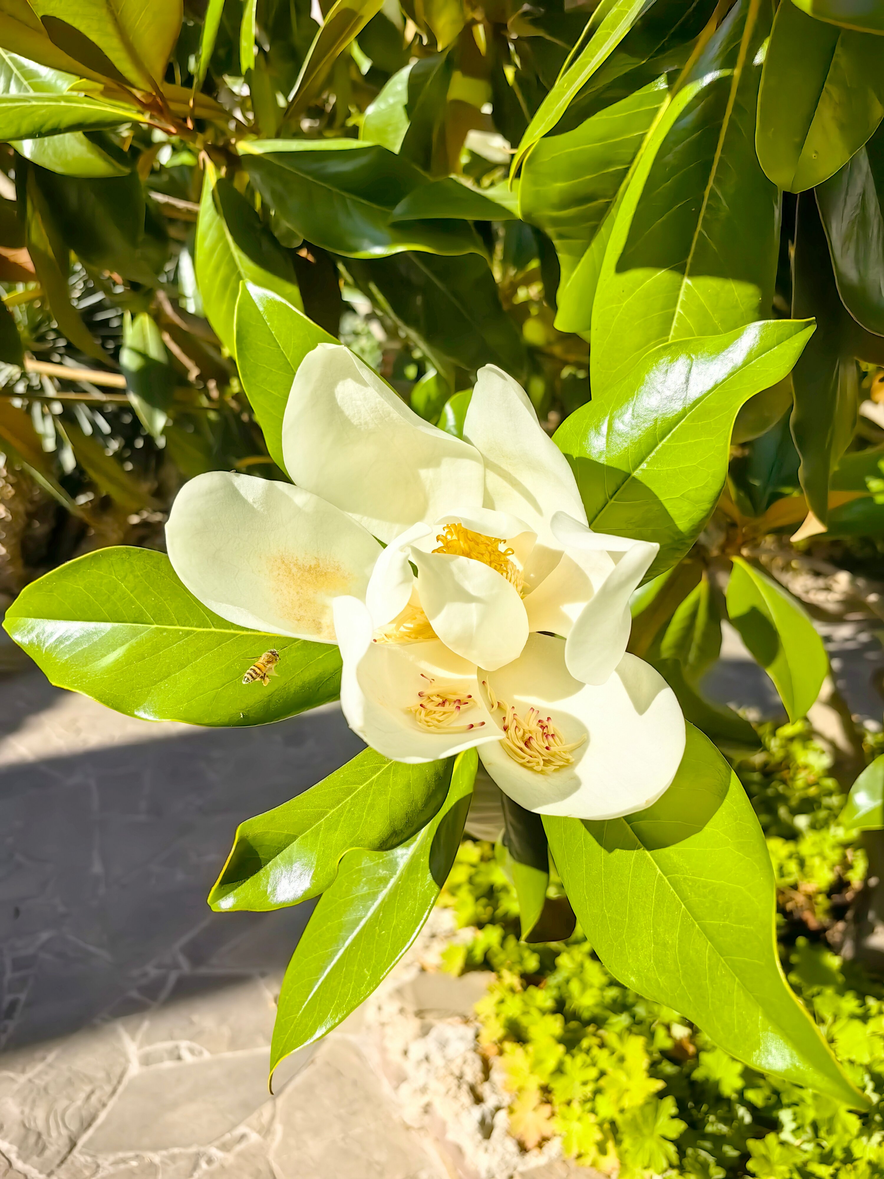 Фото Вилла Opc