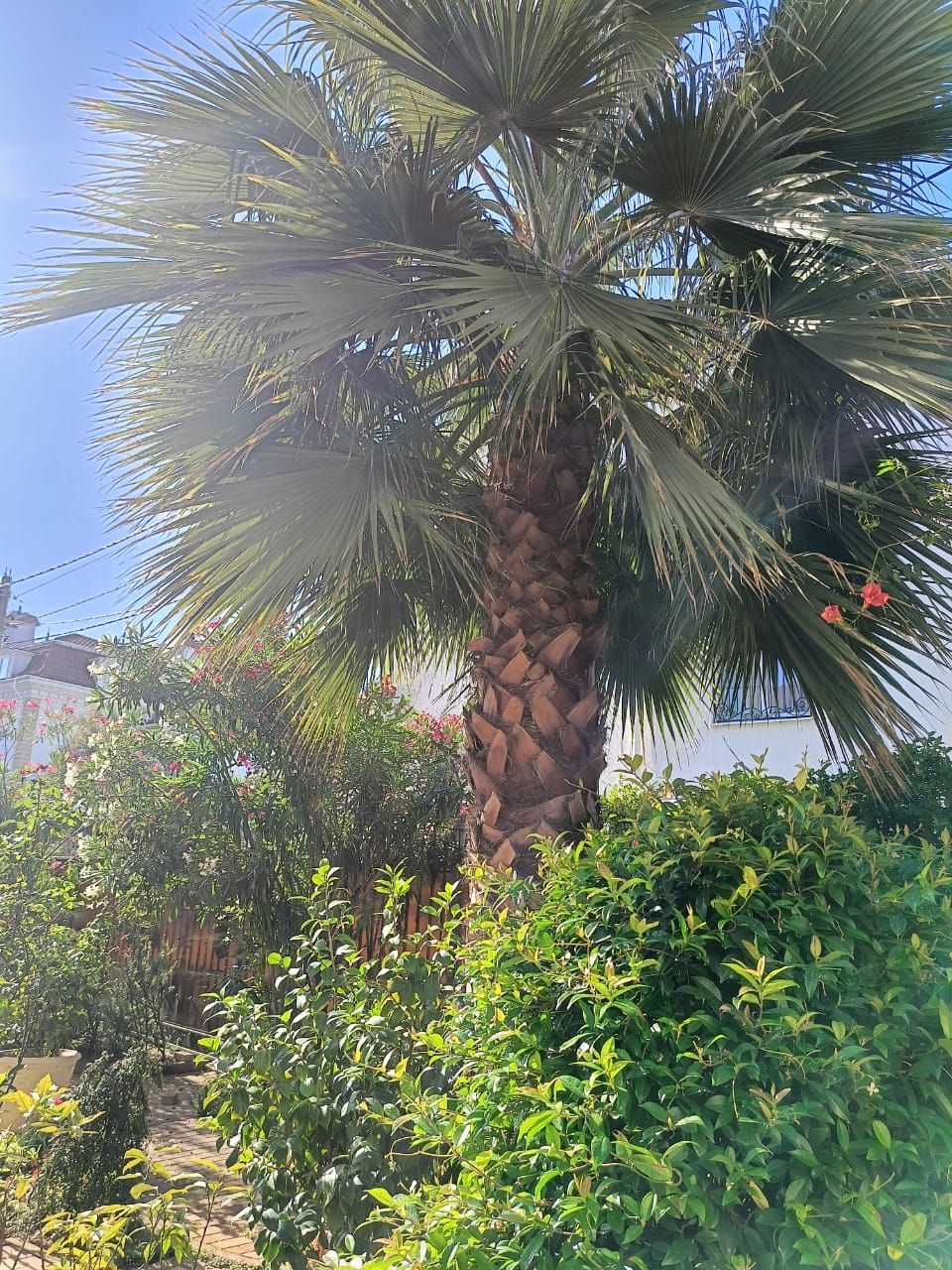 Фото Каллисто