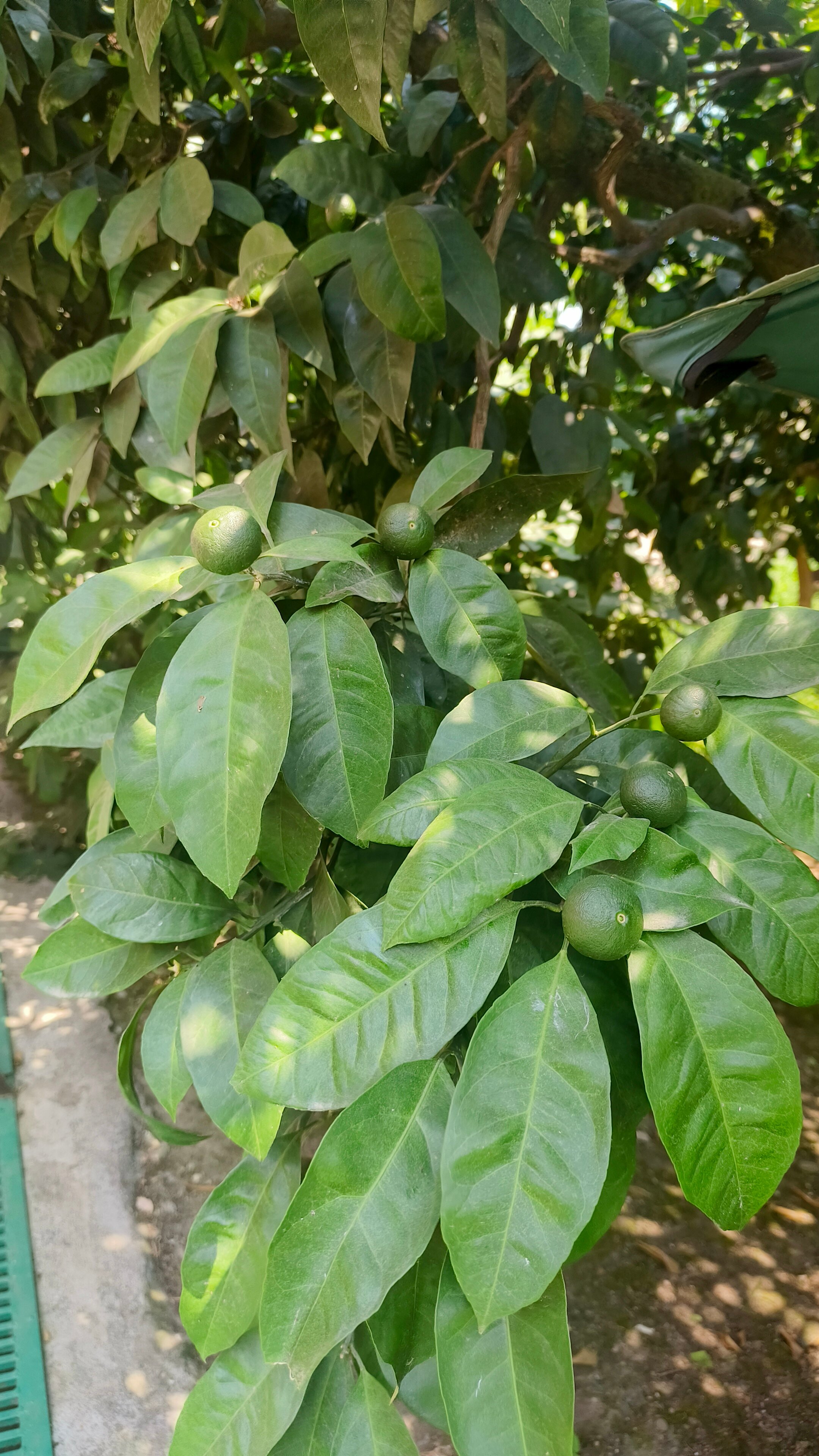 Фото Лазурный берег