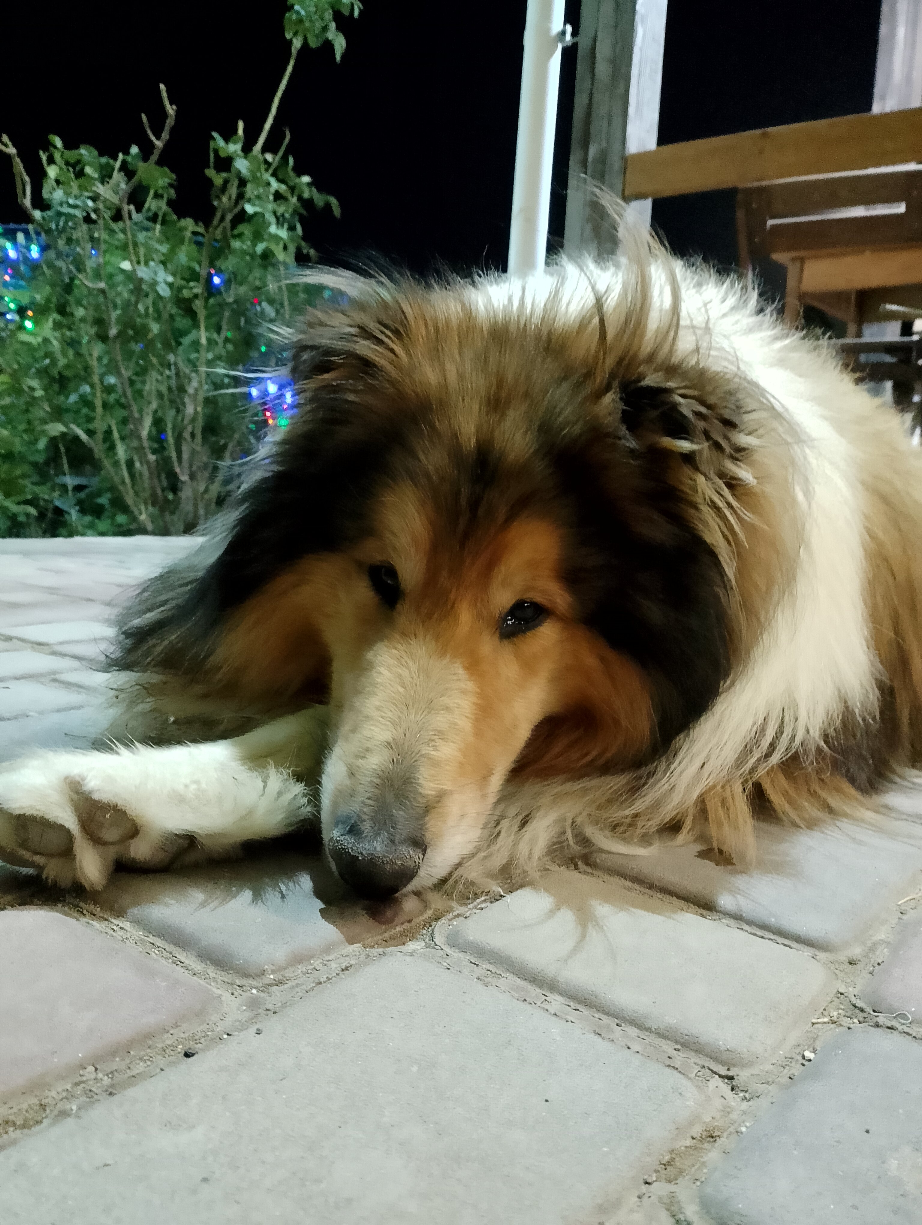 Фото Кипарис