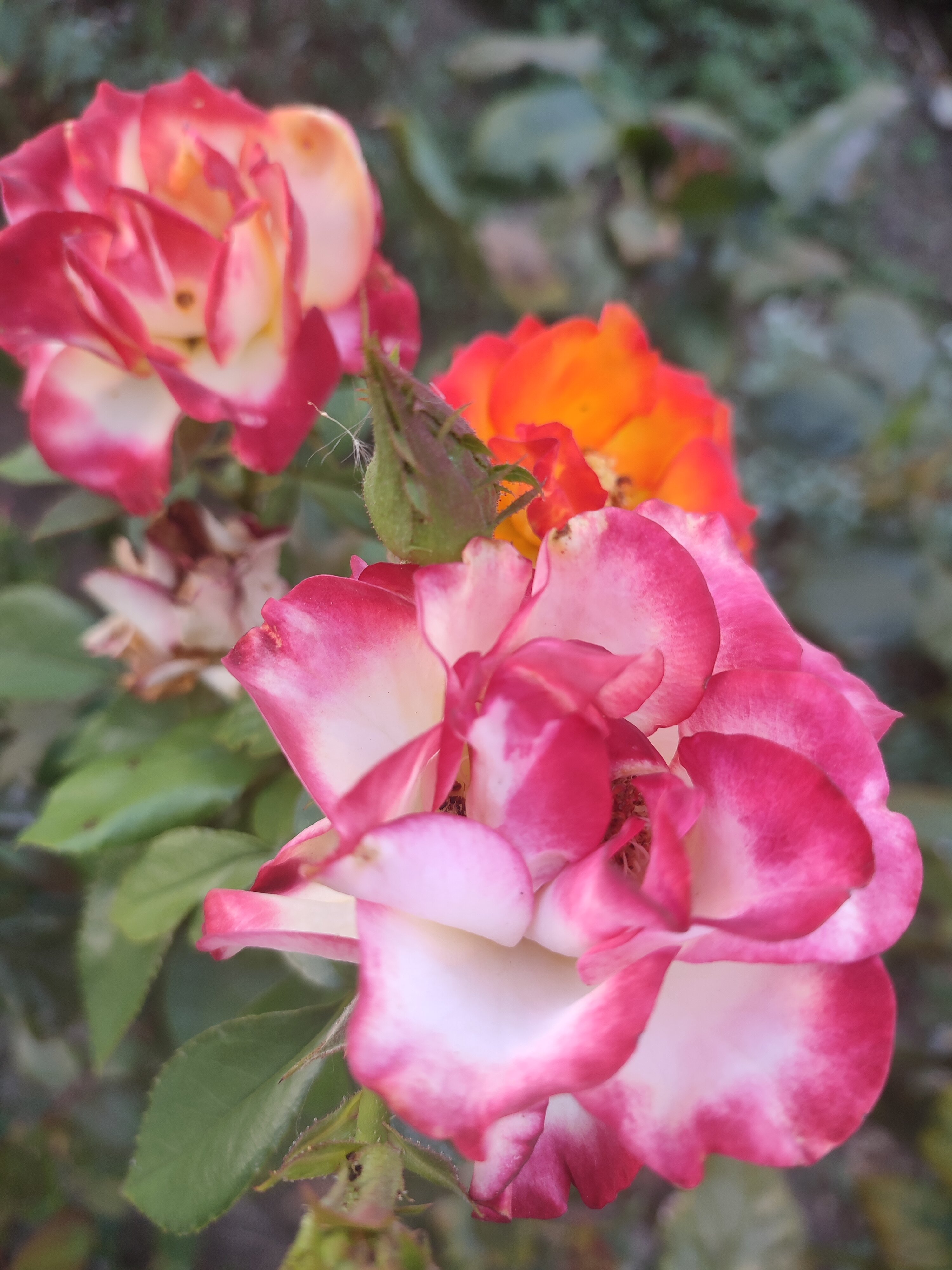 Фото Алмарис