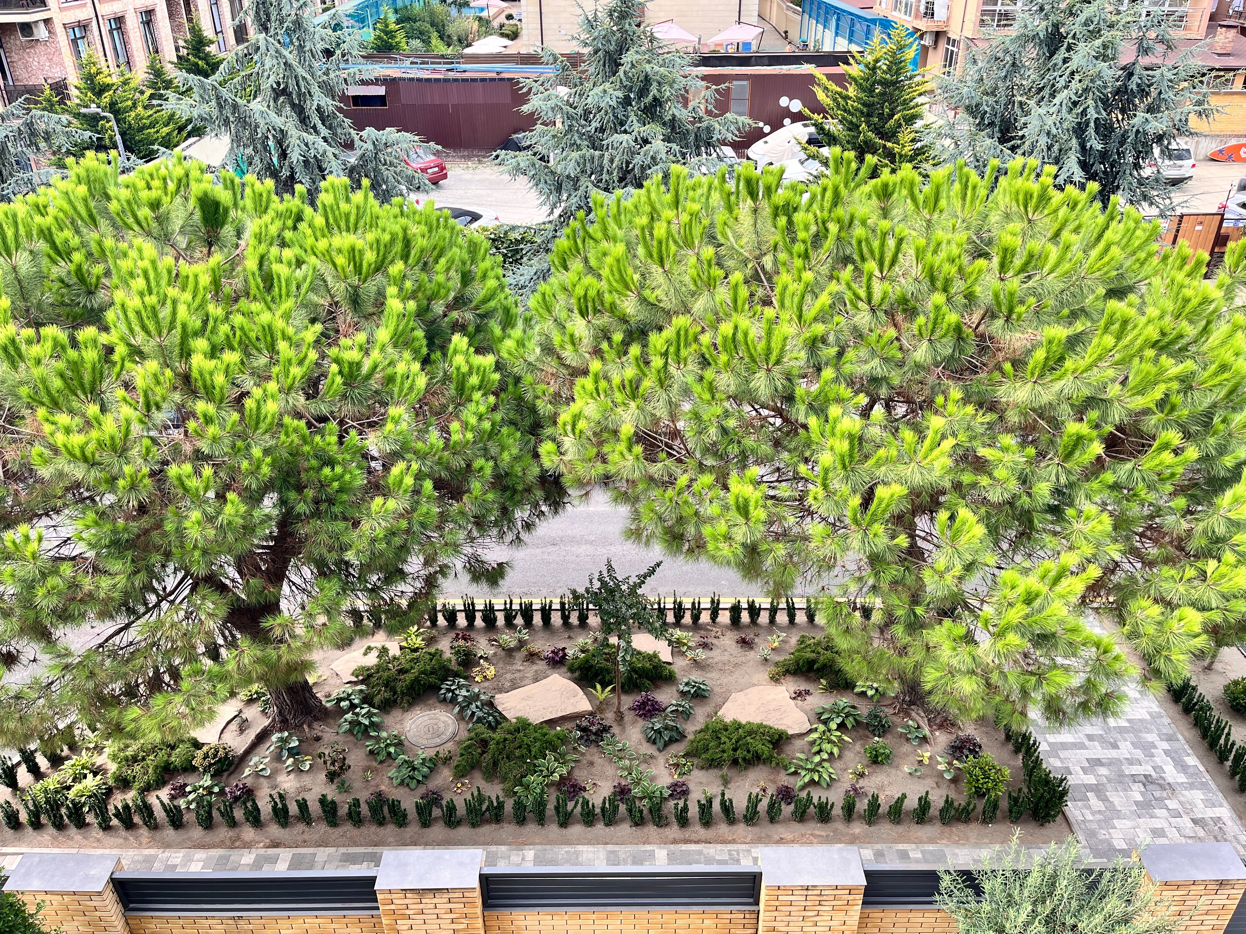 Фото Две оливы