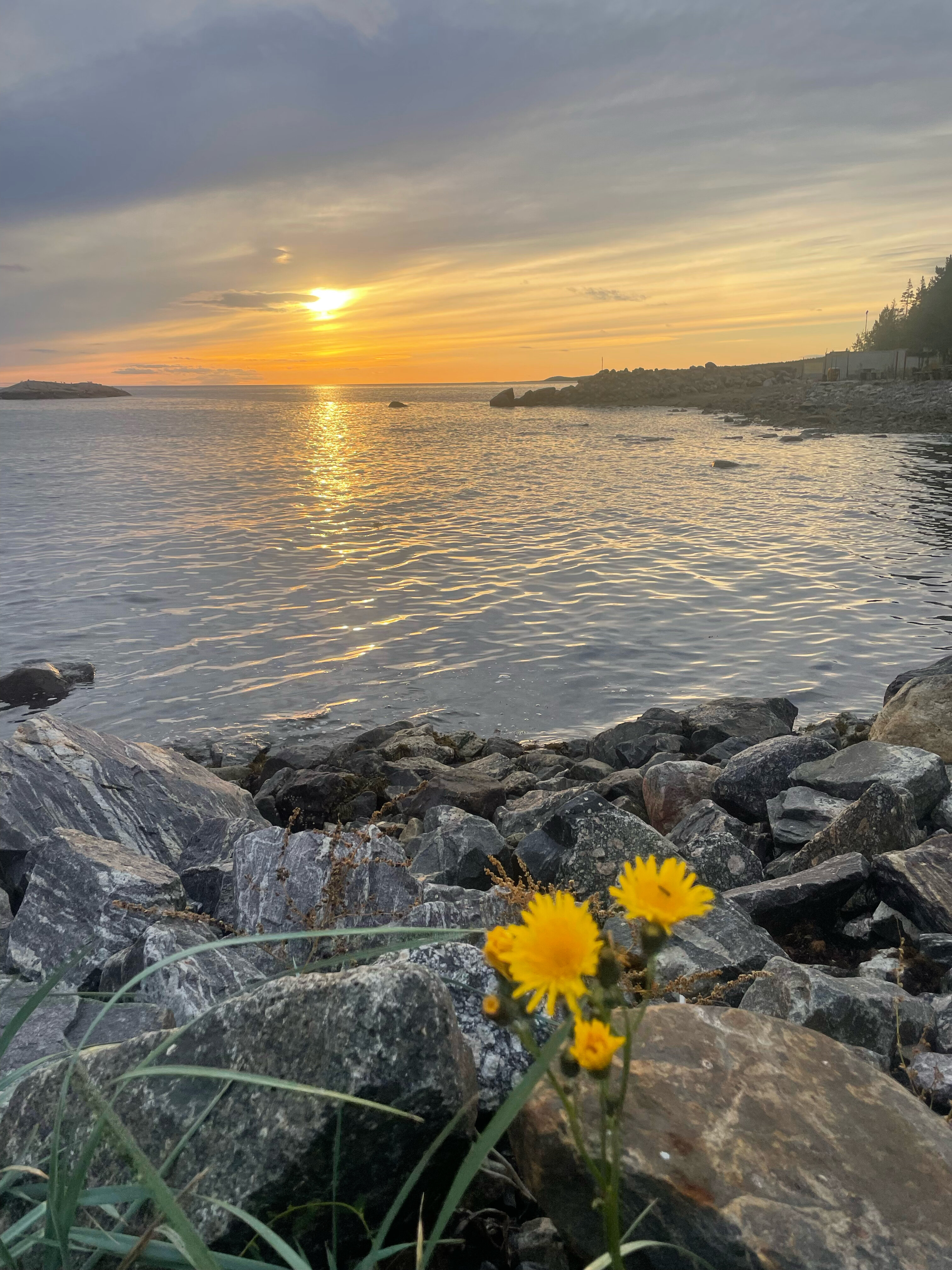Фото Cedar Grass Белое море
