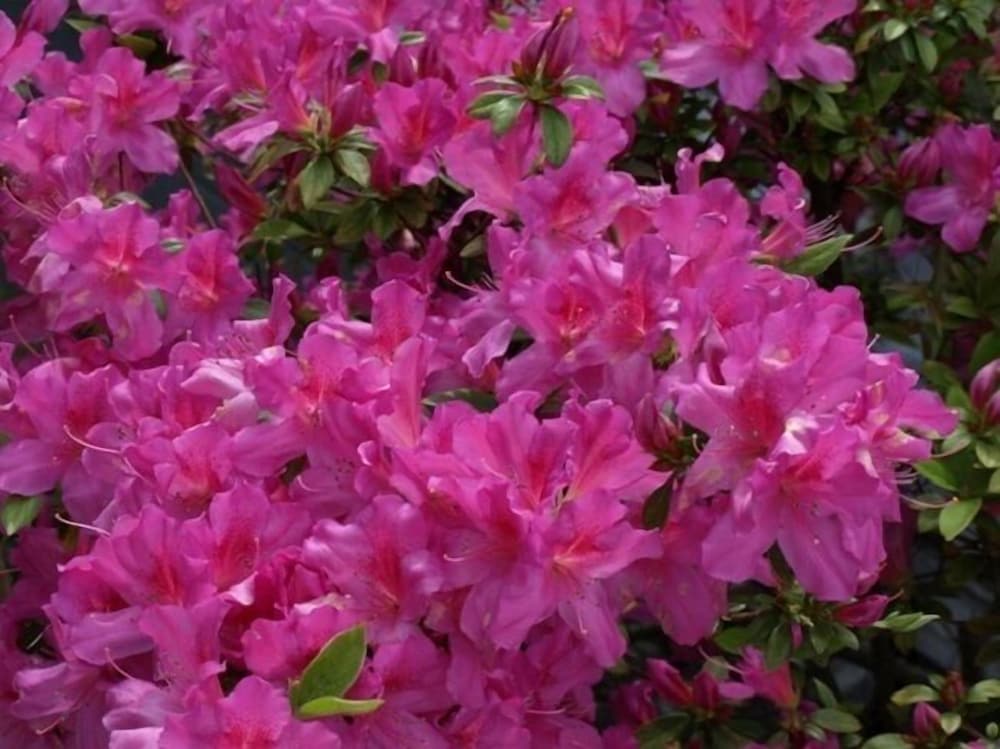 Фото Springhill Suites Mobile