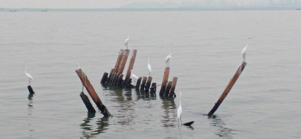 Фото Trio Gems Condominium