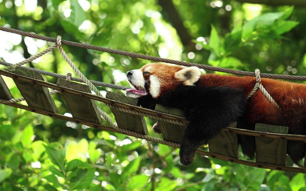 Фото Shanghai Vintage Hotel Disneyland Branch