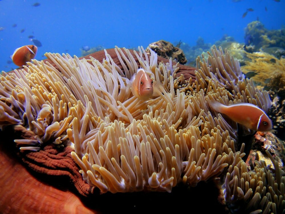 Фото Arya Amed Beach Resort and Dive Center