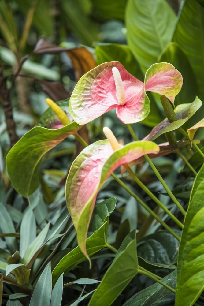 Фото Hotel La Pagerie