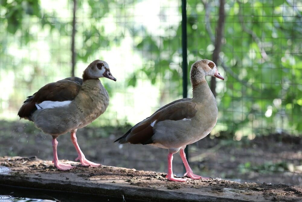 Фото Agriturismo San Cataldo Farm Home