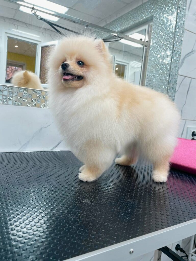 Pet salon Грумиум, Tula, photo