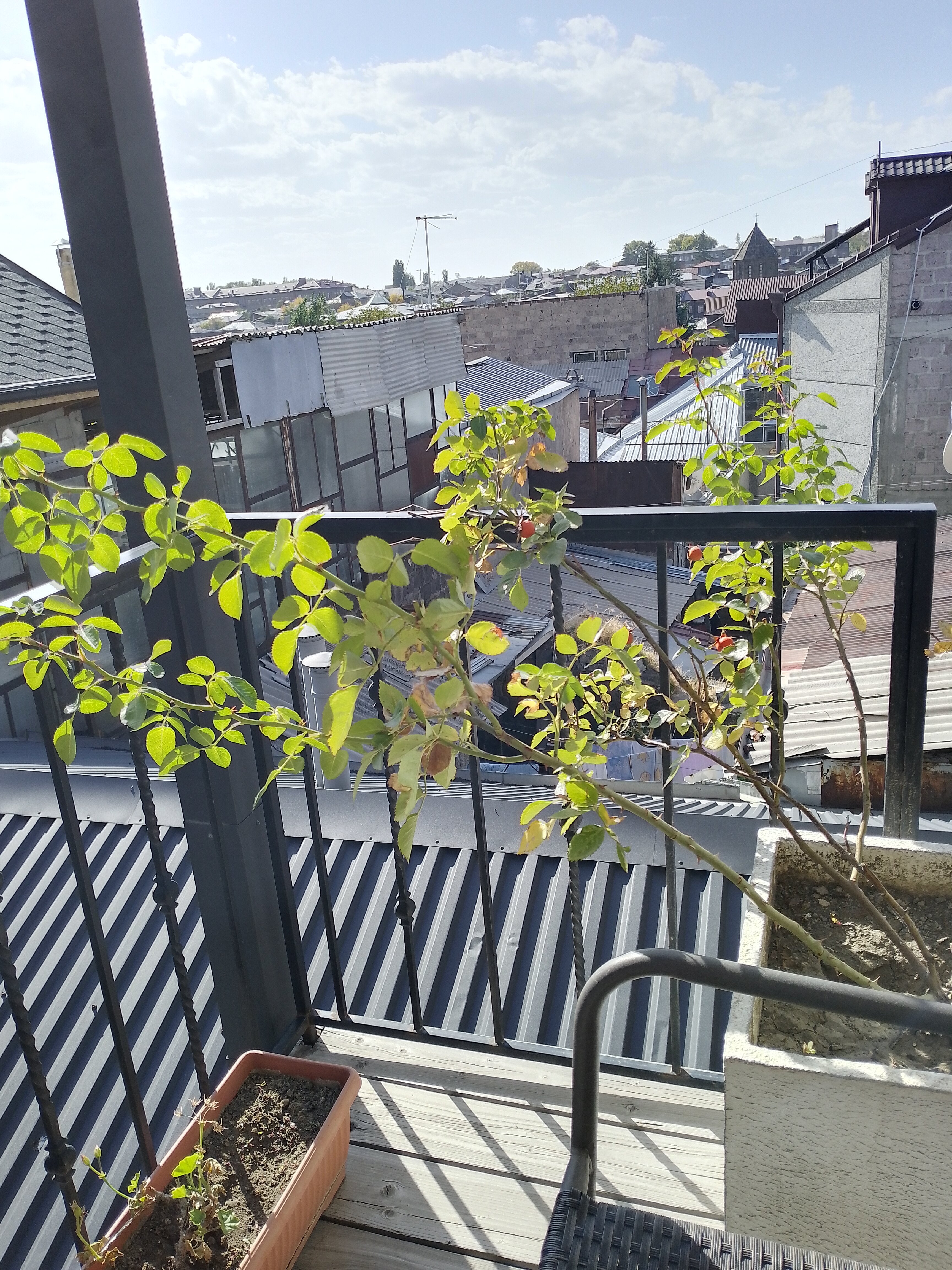 Фото Джинджотель