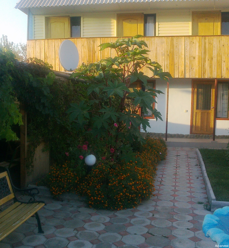 Фото Афалина