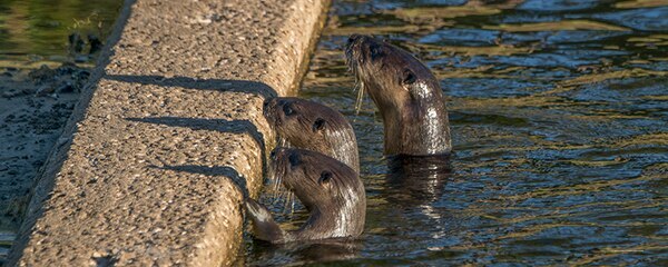Фото Fairfield Inn & Suites by Marriott New Orleans Metairie