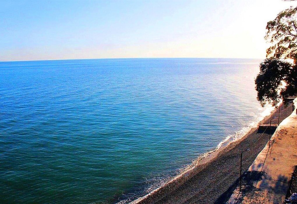 Фото Эвкалиптовая роща