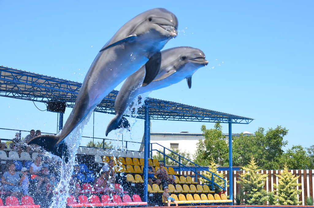Дельфинарий Победа, Севастополь, фото