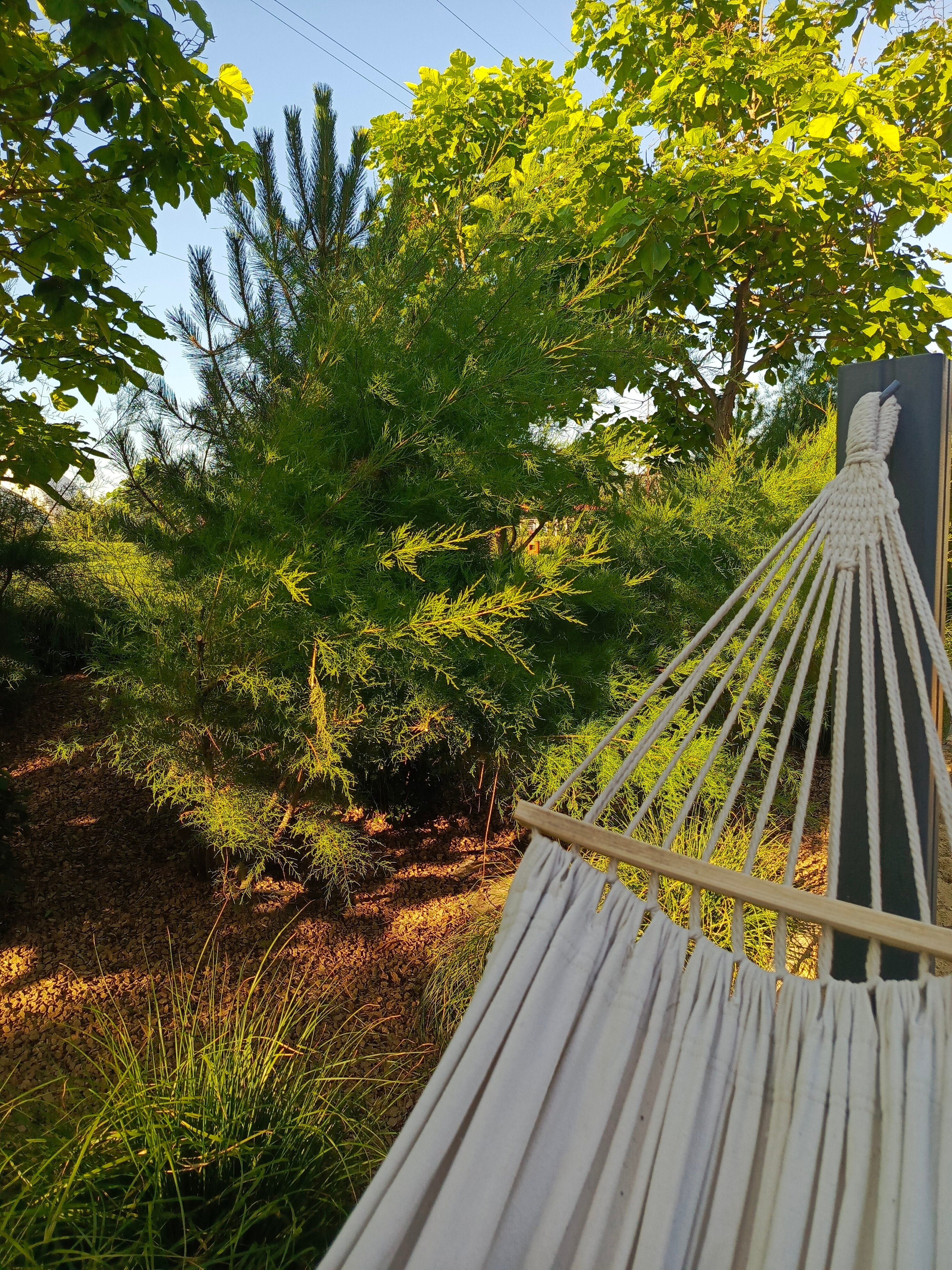 Фото Голден Хорс