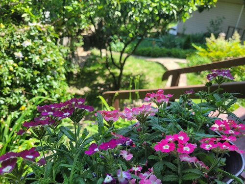 Дом в аренду Домик у моря в Дагомысе