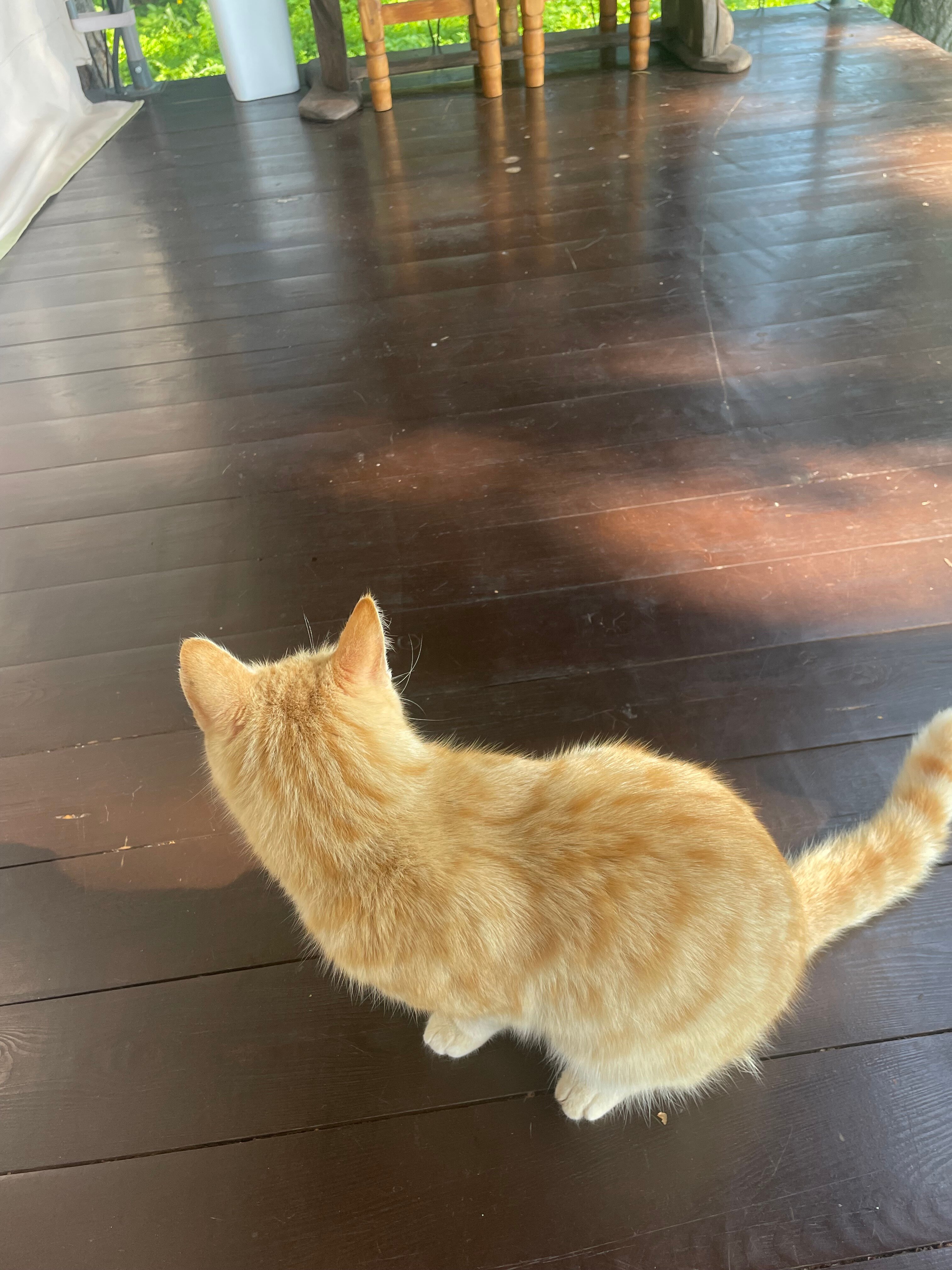 Фото Лесная семья