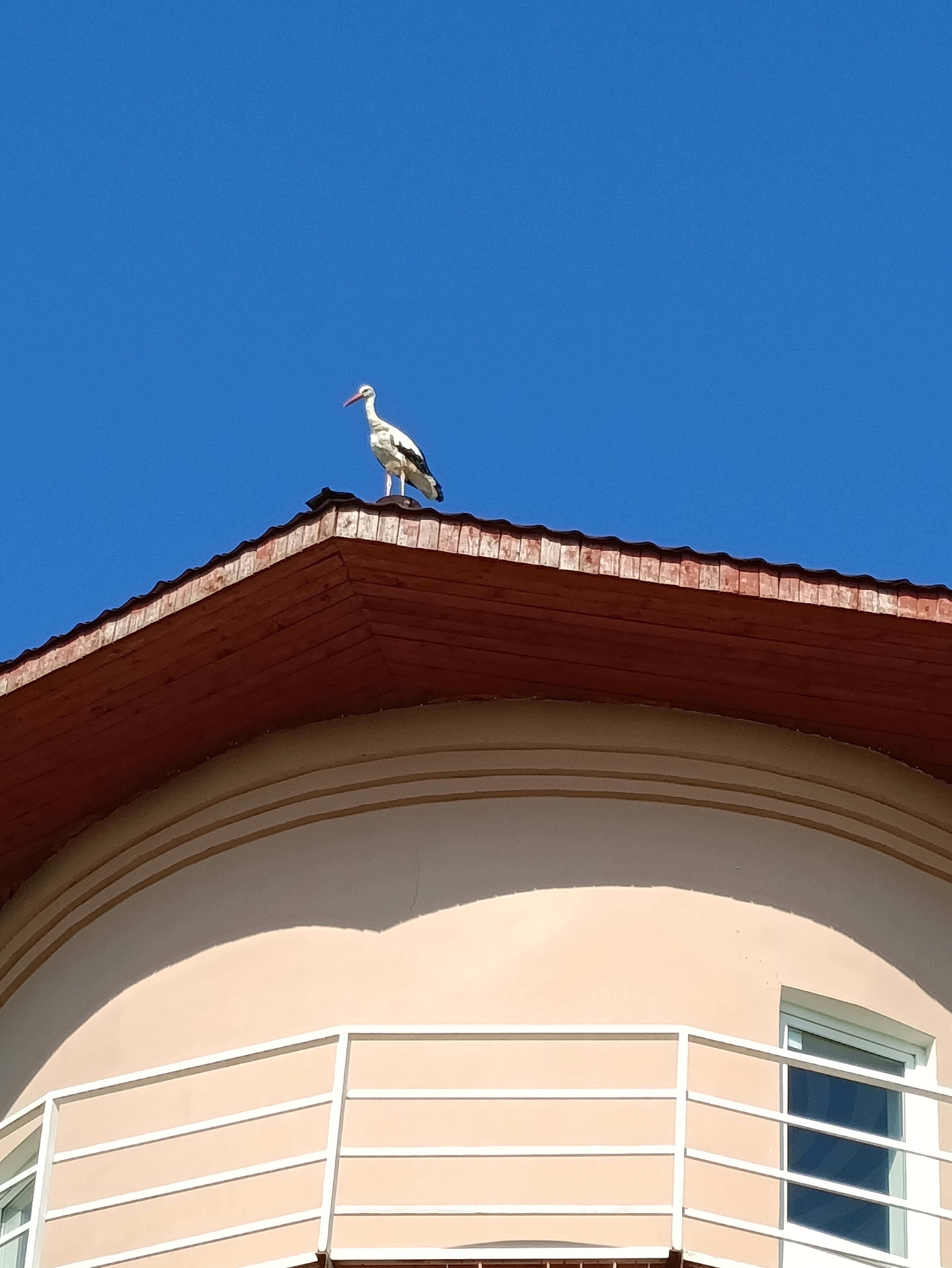 Фото Староладожская дача