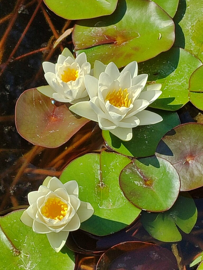 Парк культуры и отдыха Zeki Tuncer Botanical Park, Кемер, фото