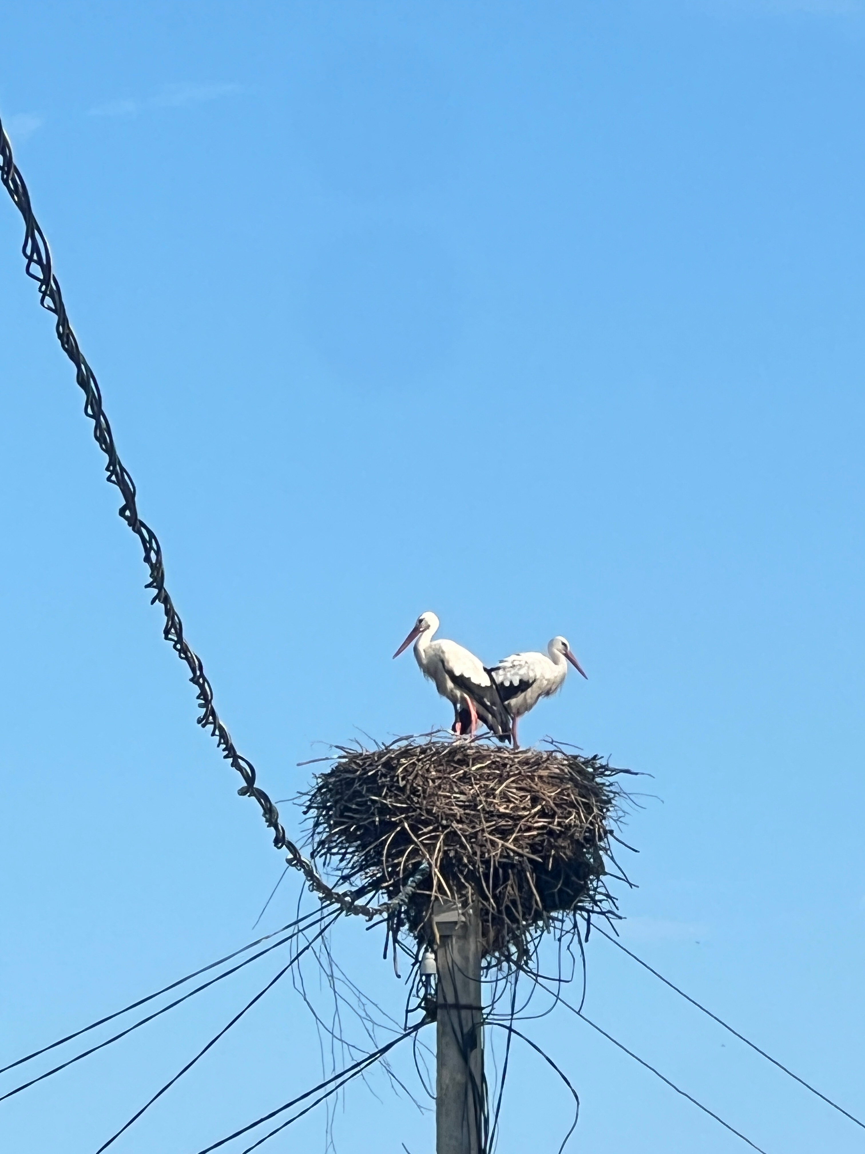 Фото Светлана