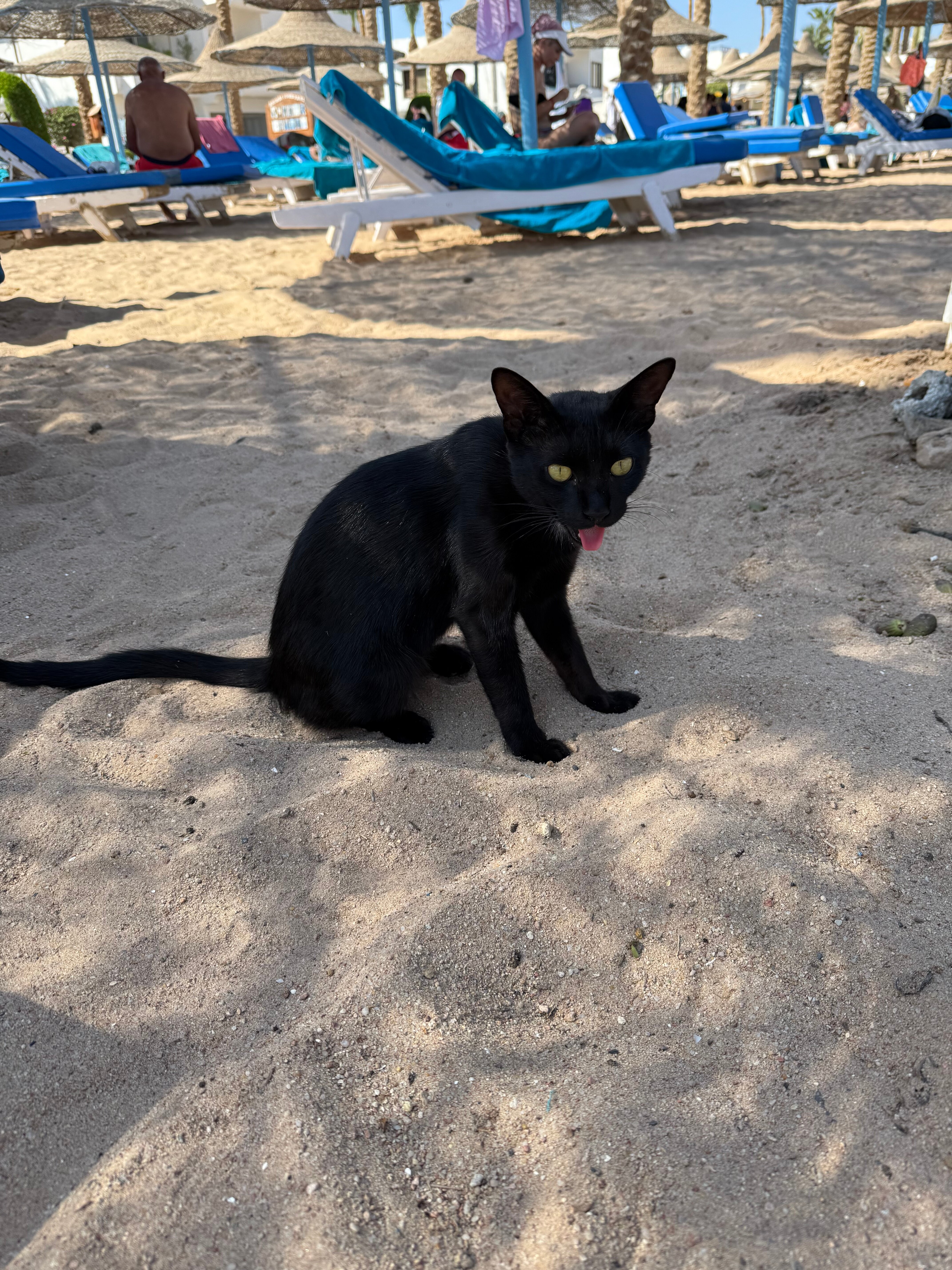 Фото Marlin Inn Azur Resort