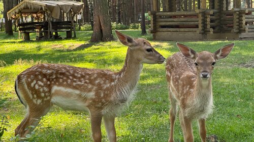 Zoo Animal Park, Brest District, photo
