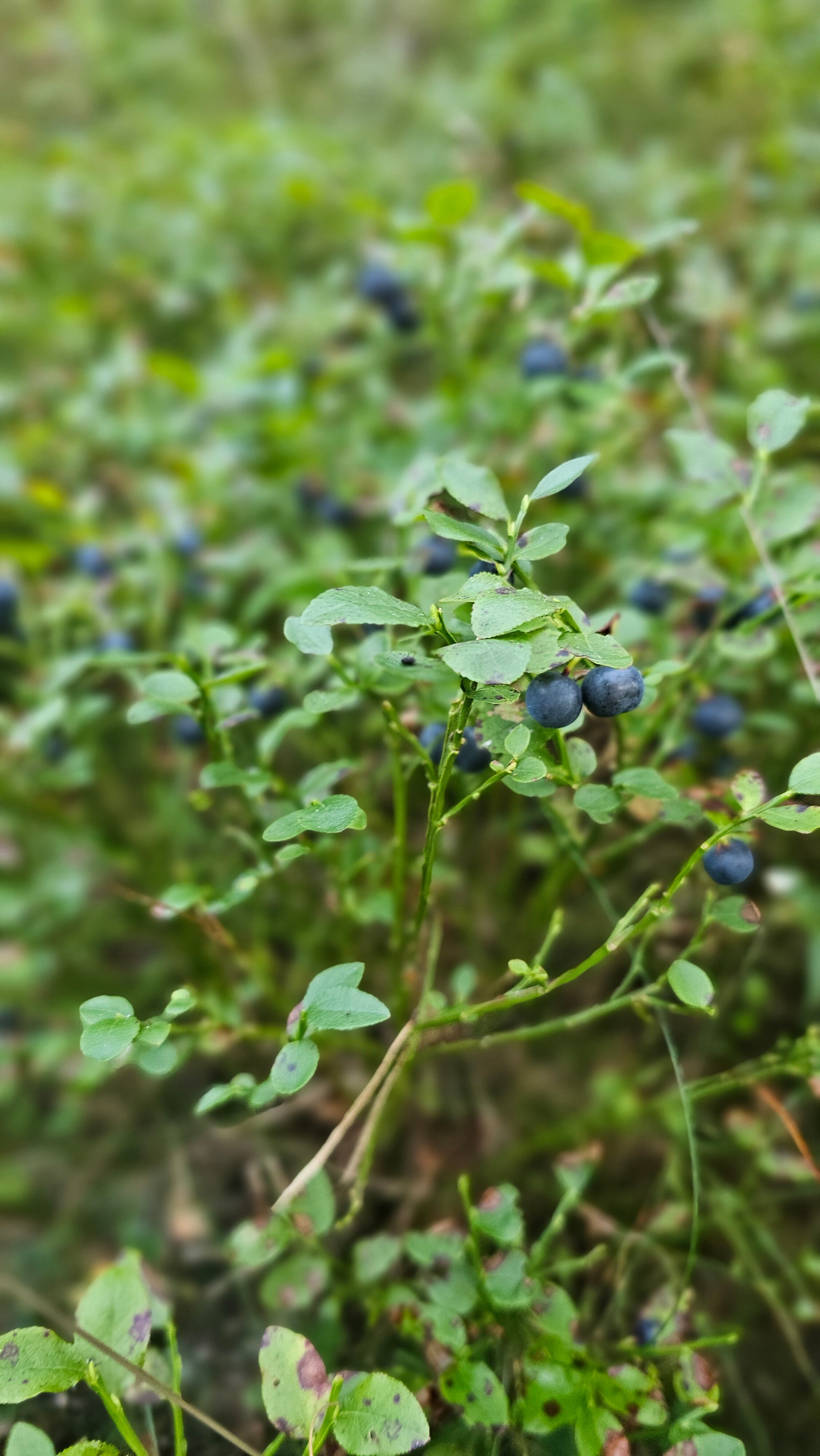 Фото Мята. Club