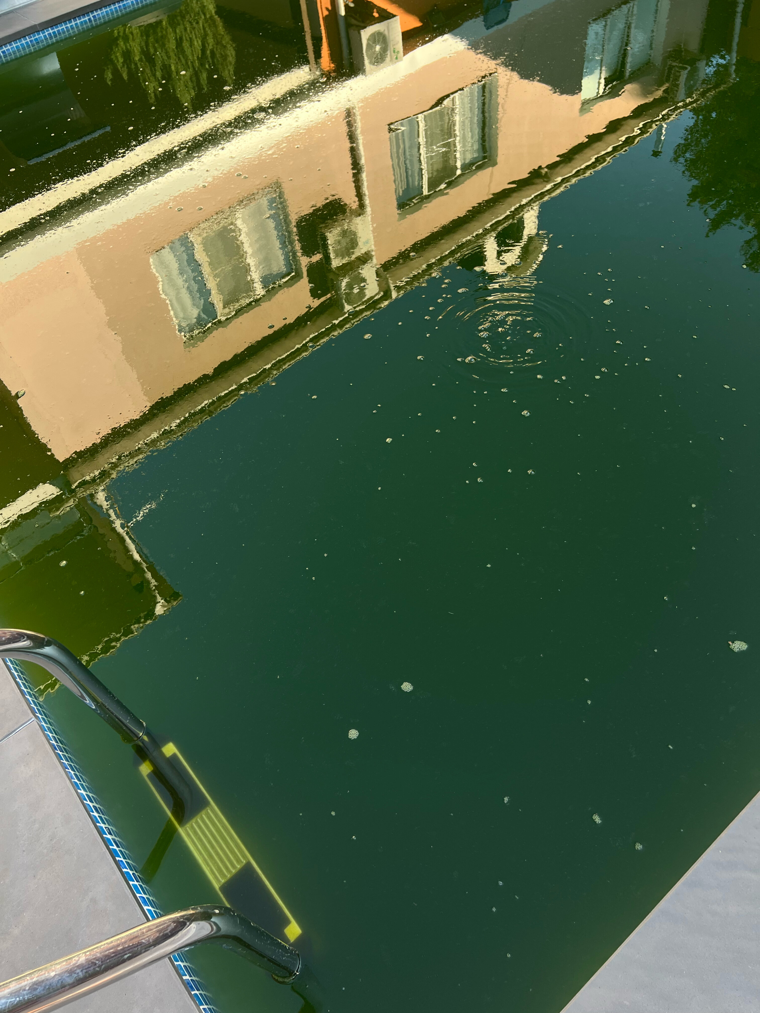 Фото Азалия Мимоза