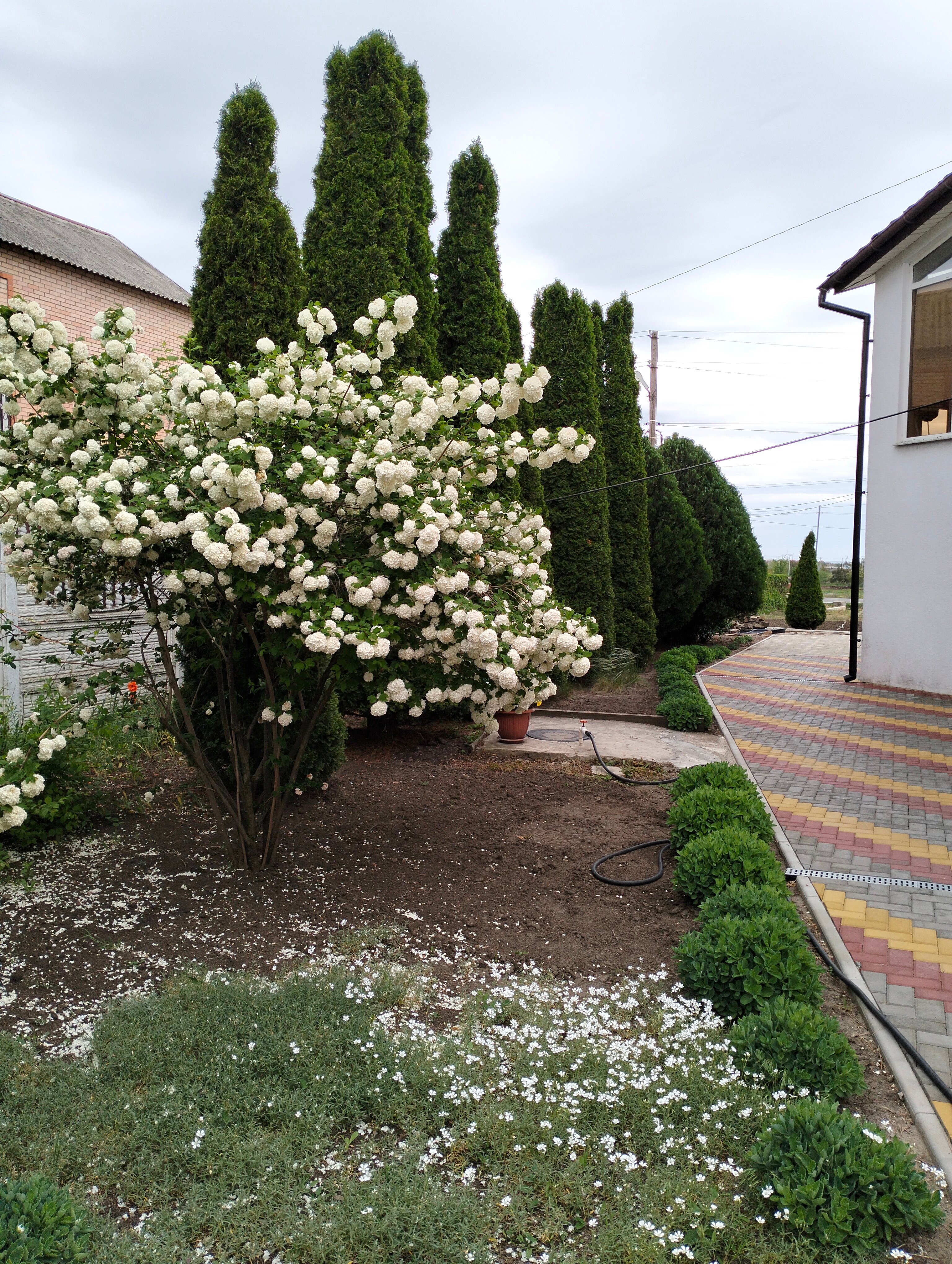 Фото Корона