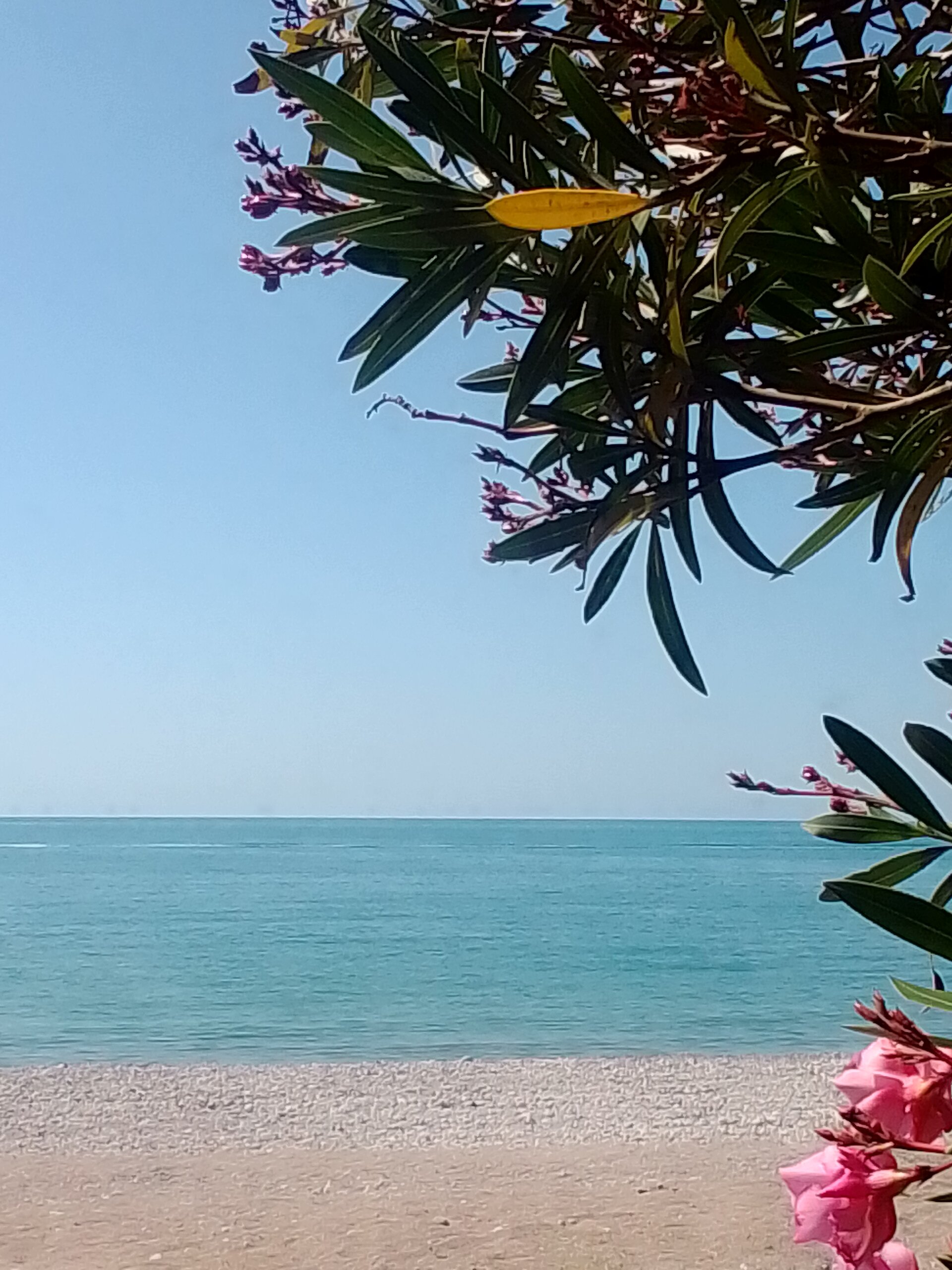 Фото Камелия