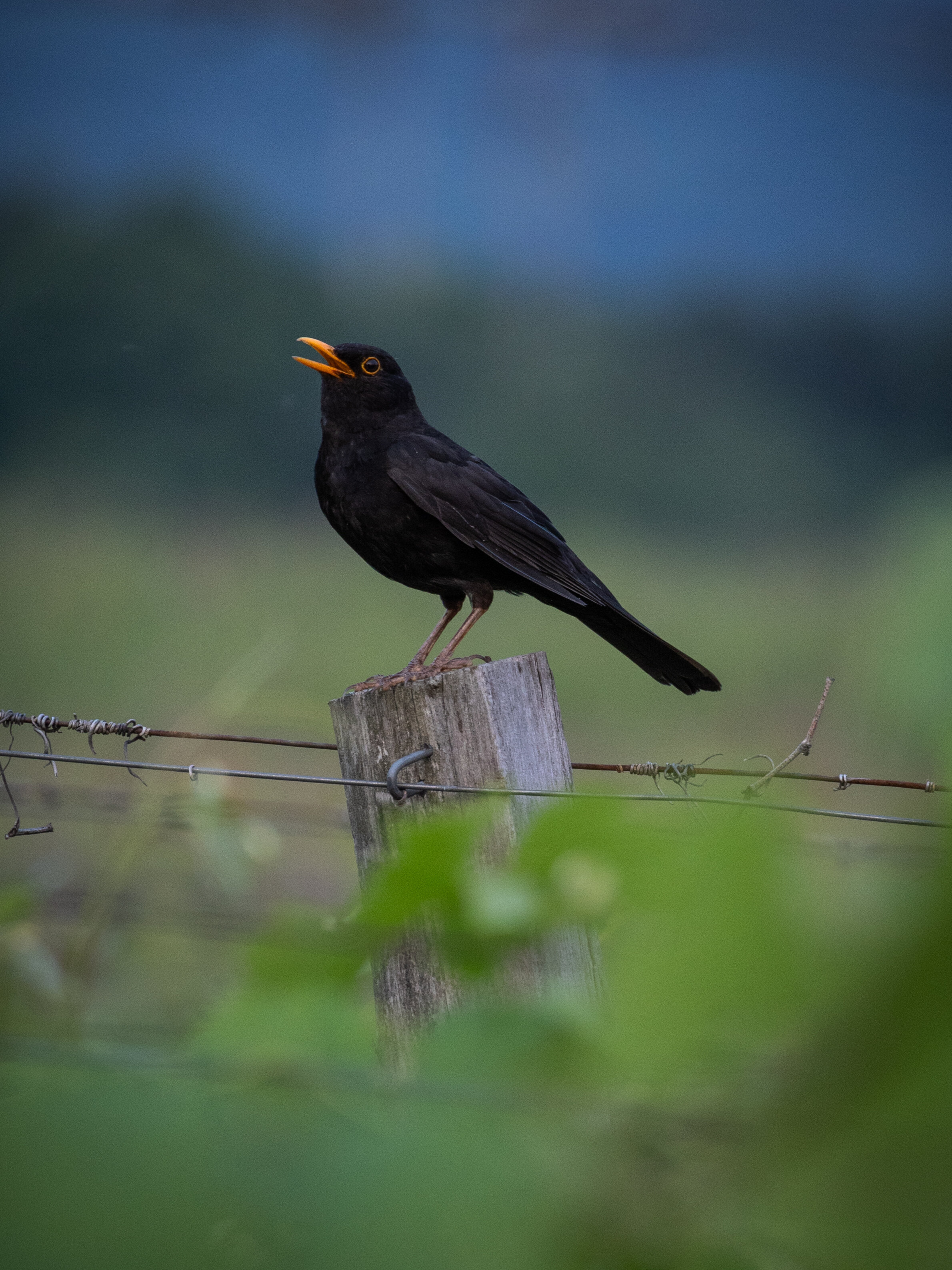 Фото Бюрнье