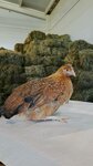 Agro SPb (деревня Малое Карлино, садоводческое некоммерческое товарищество Нагорный, улица Заручевье, 30), fodder and feed additives