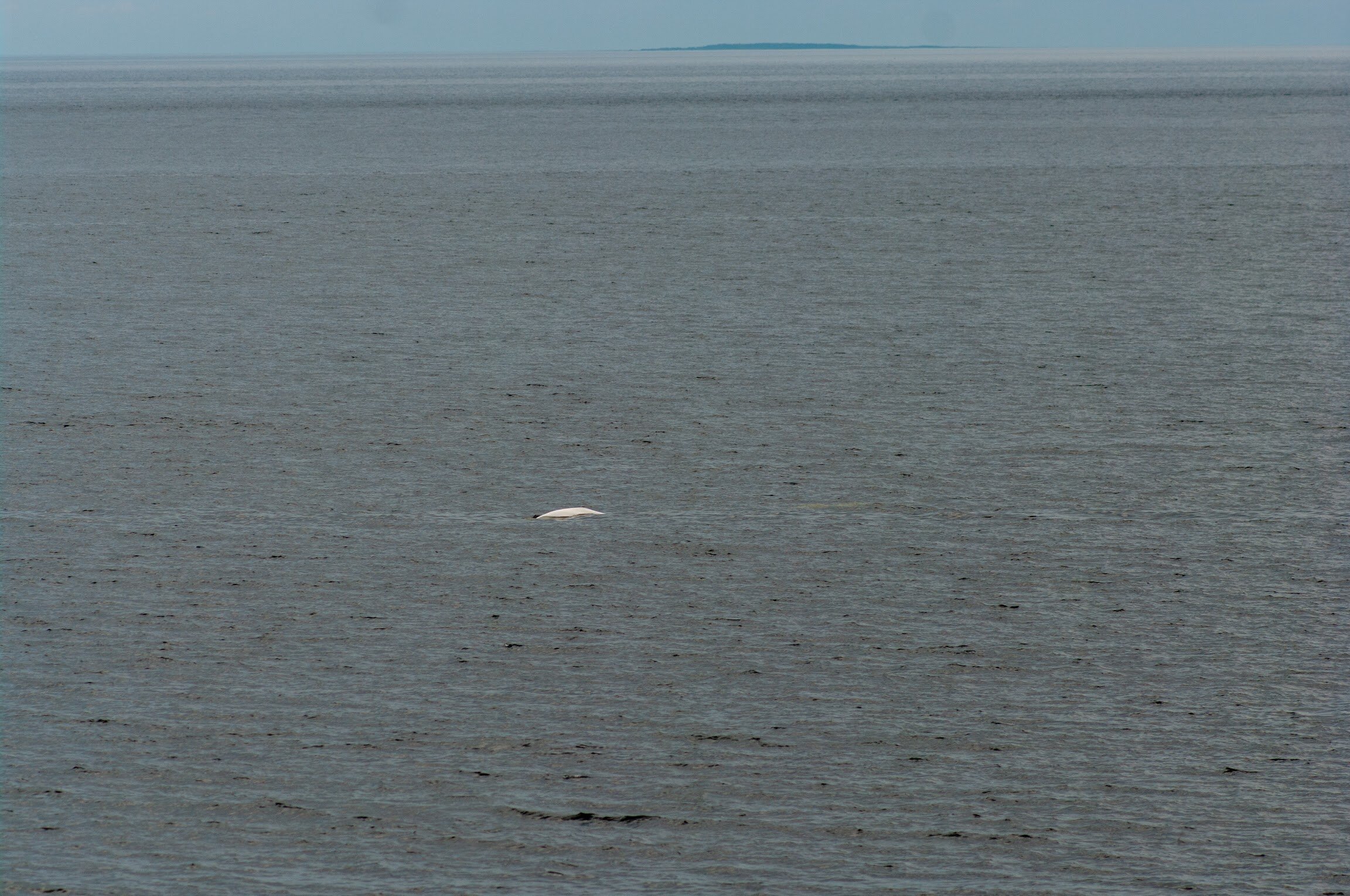 Фото Белый кит