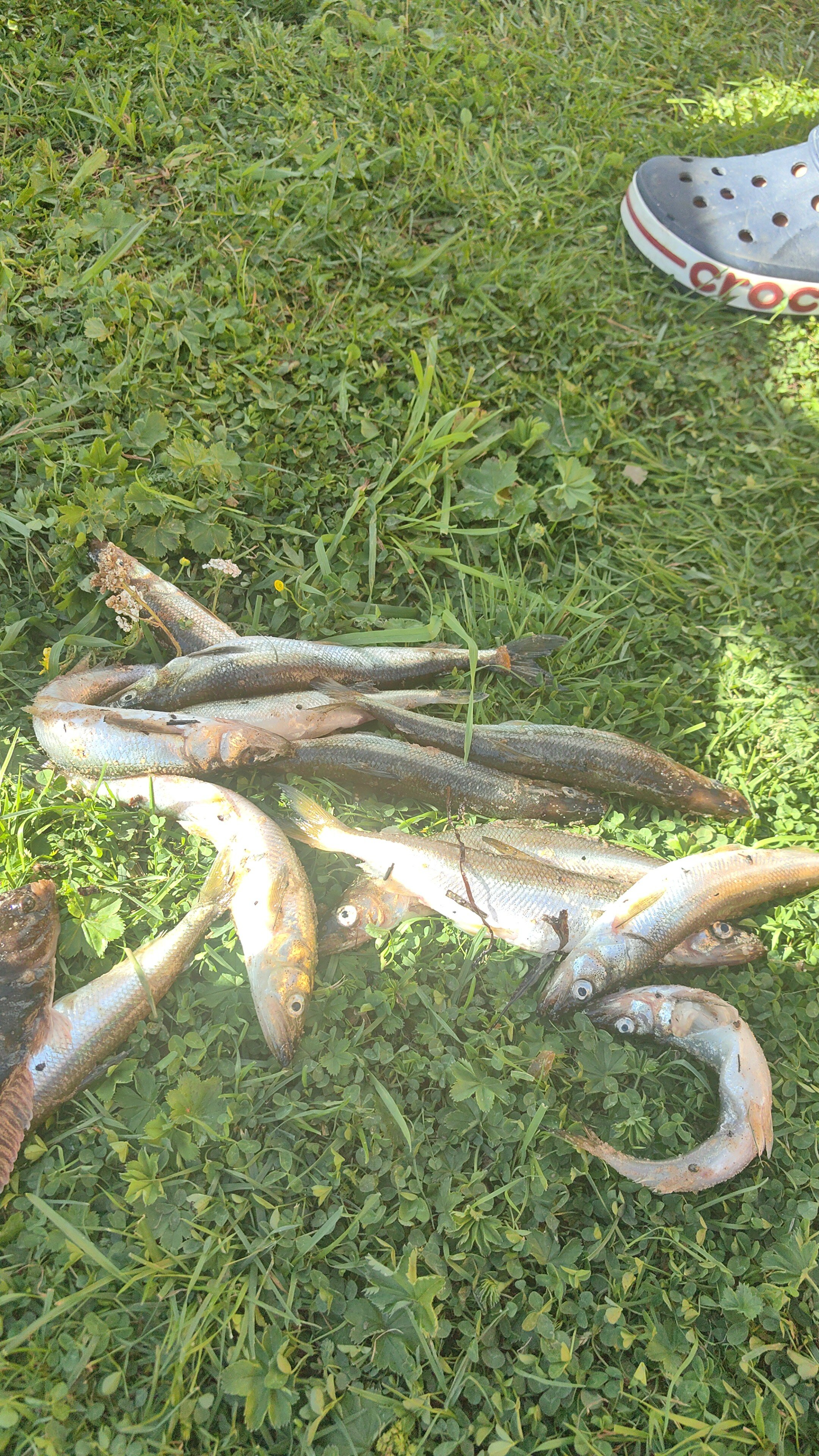 Фото Белый кит