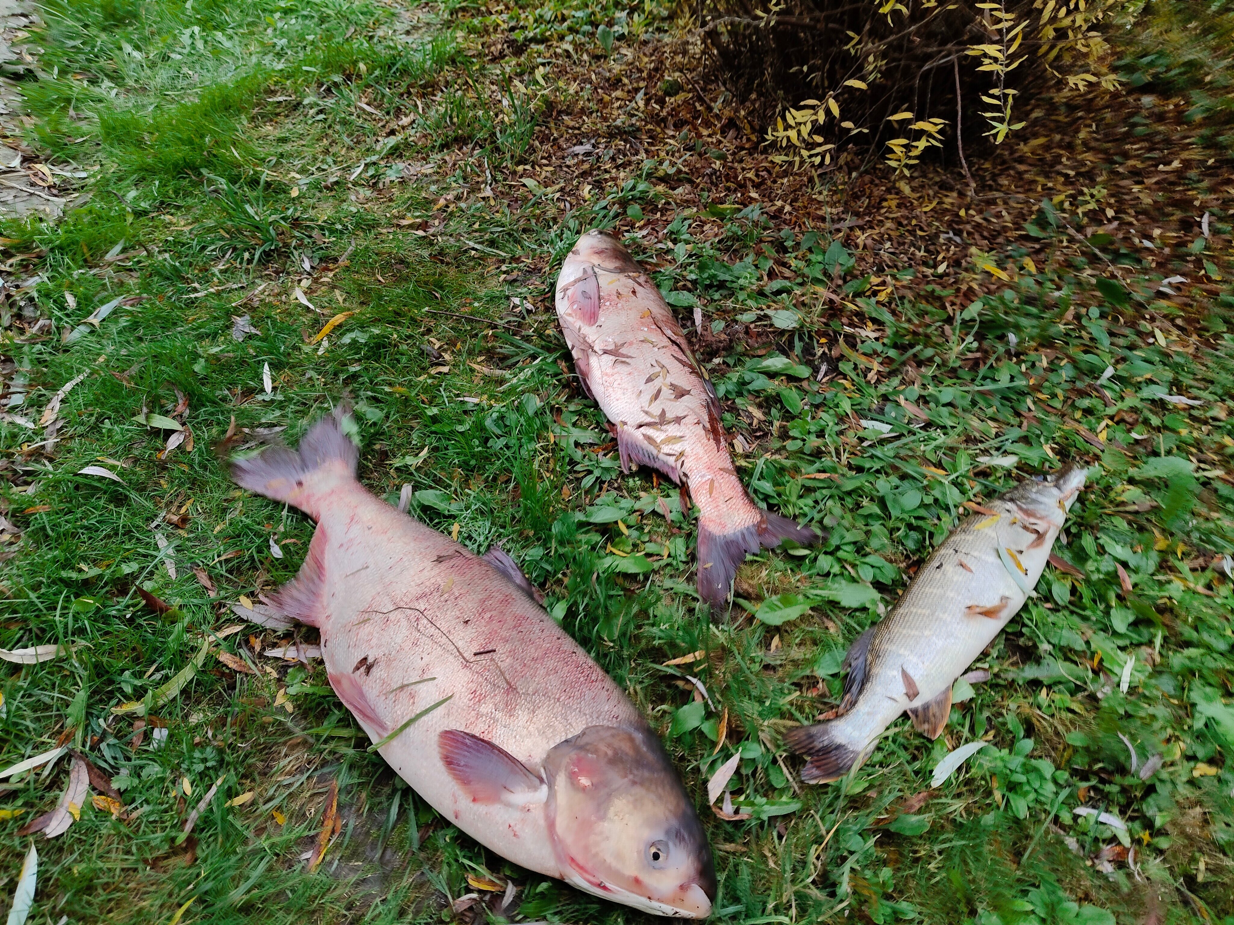 Фото Лесное Озеро