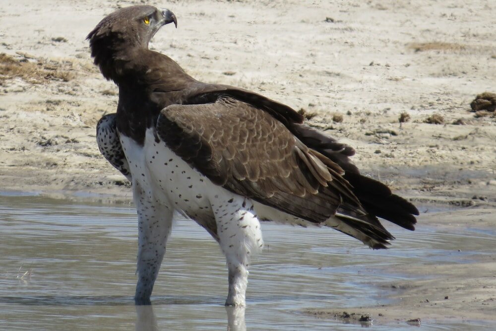 Фото Crocodile Bridge Safari Lodge