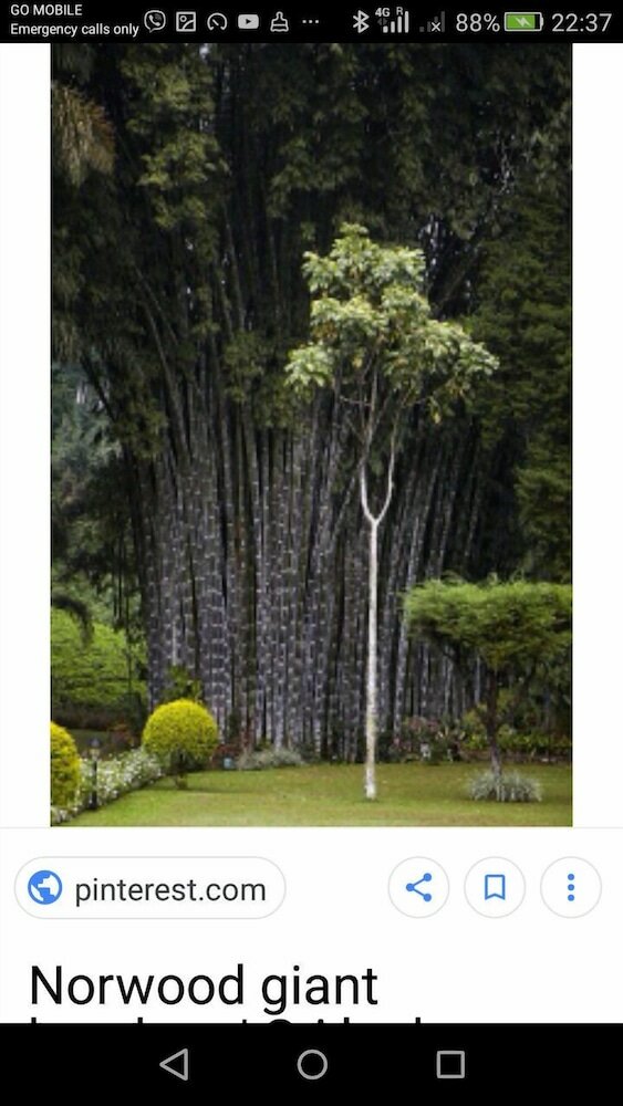 Фото Miracle Villa