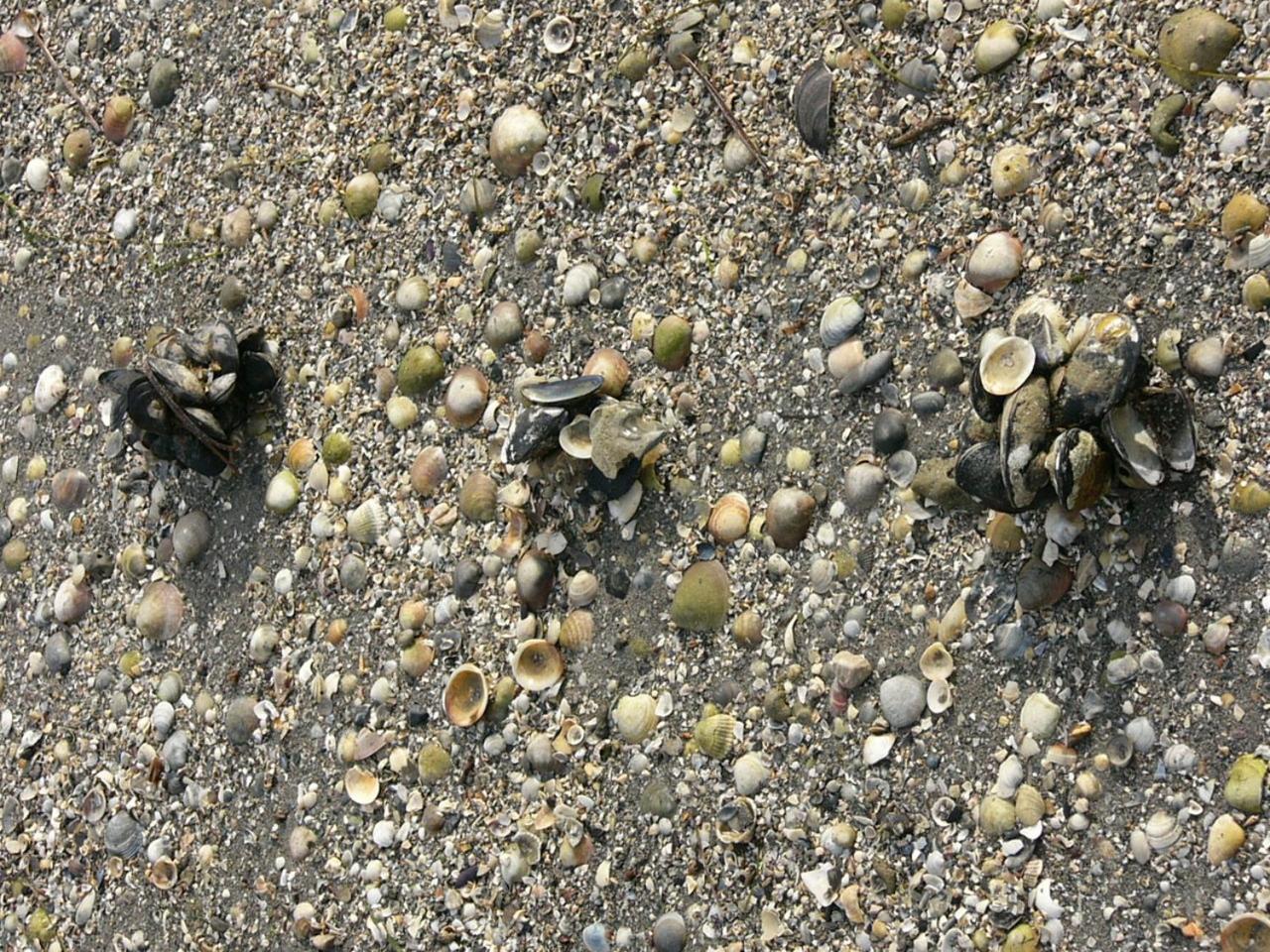 Фото Hotel Serena