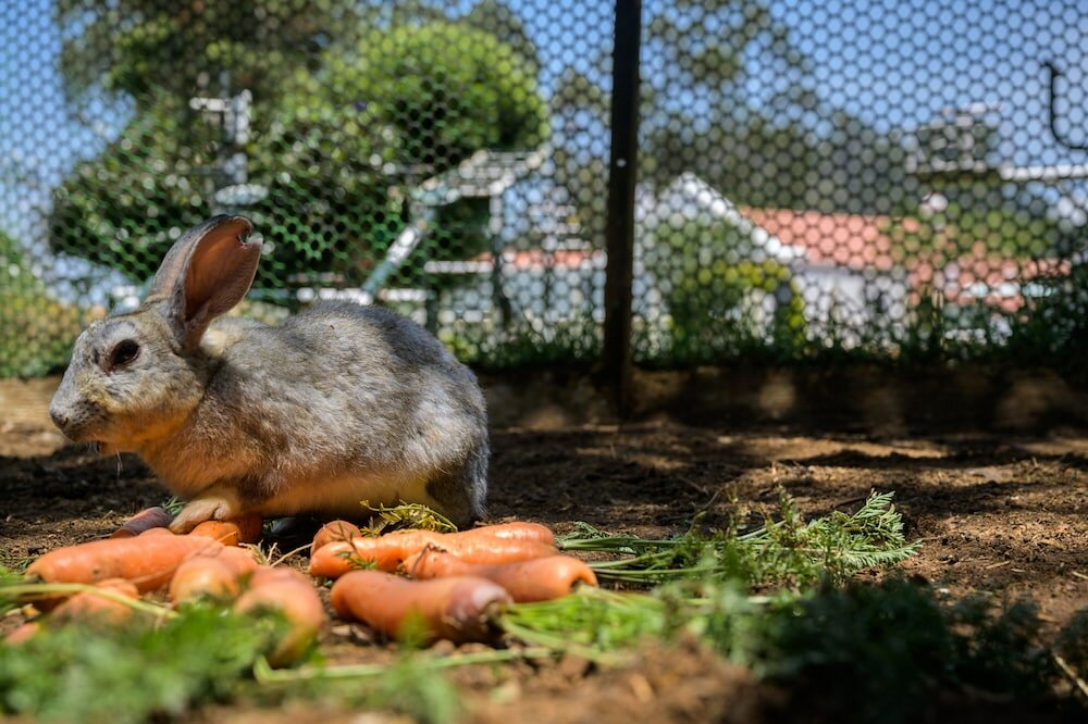 Фото Savoy - Ihcl SeleQtions