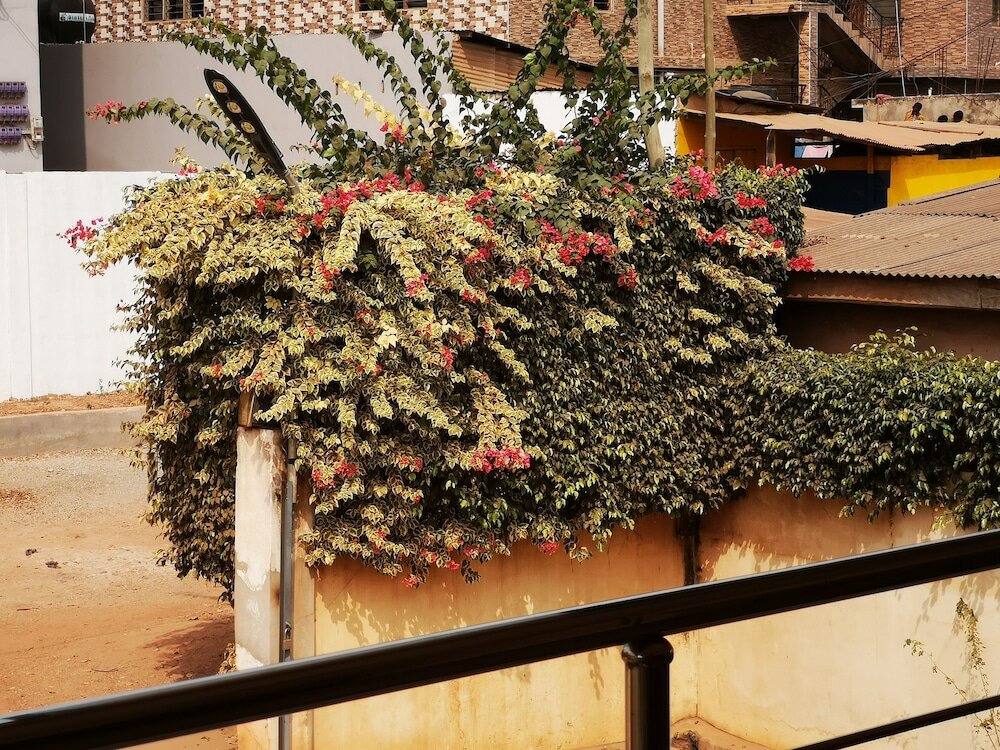 Фото The Golden Apple