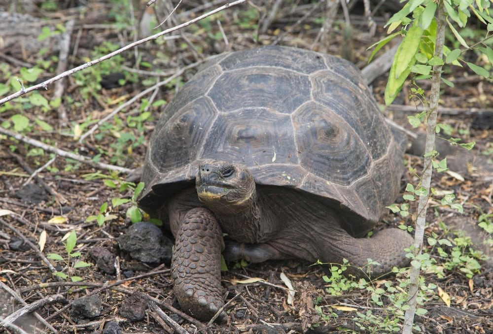 Фото El Paraiso de Isabela