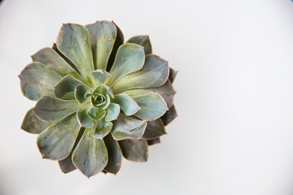 Фото The Mosaic Hotel - Beverly Hills