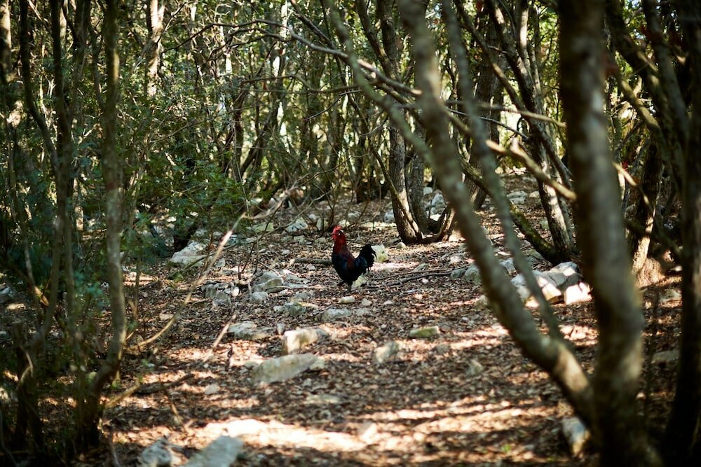Фото Masseria Grieco