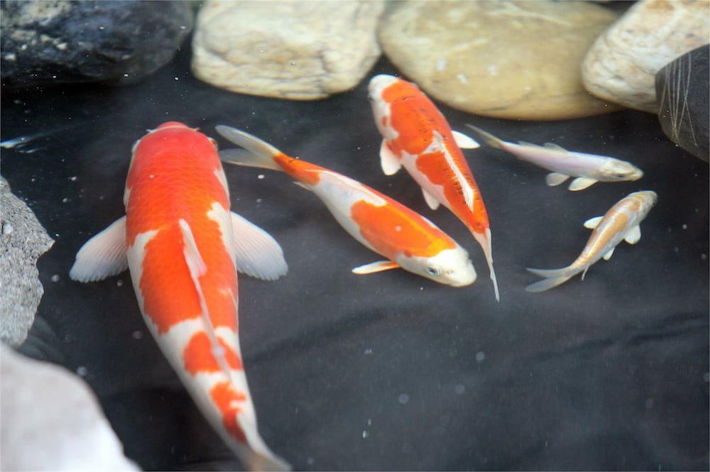 Фото Wyndham Garden Donaueschingen