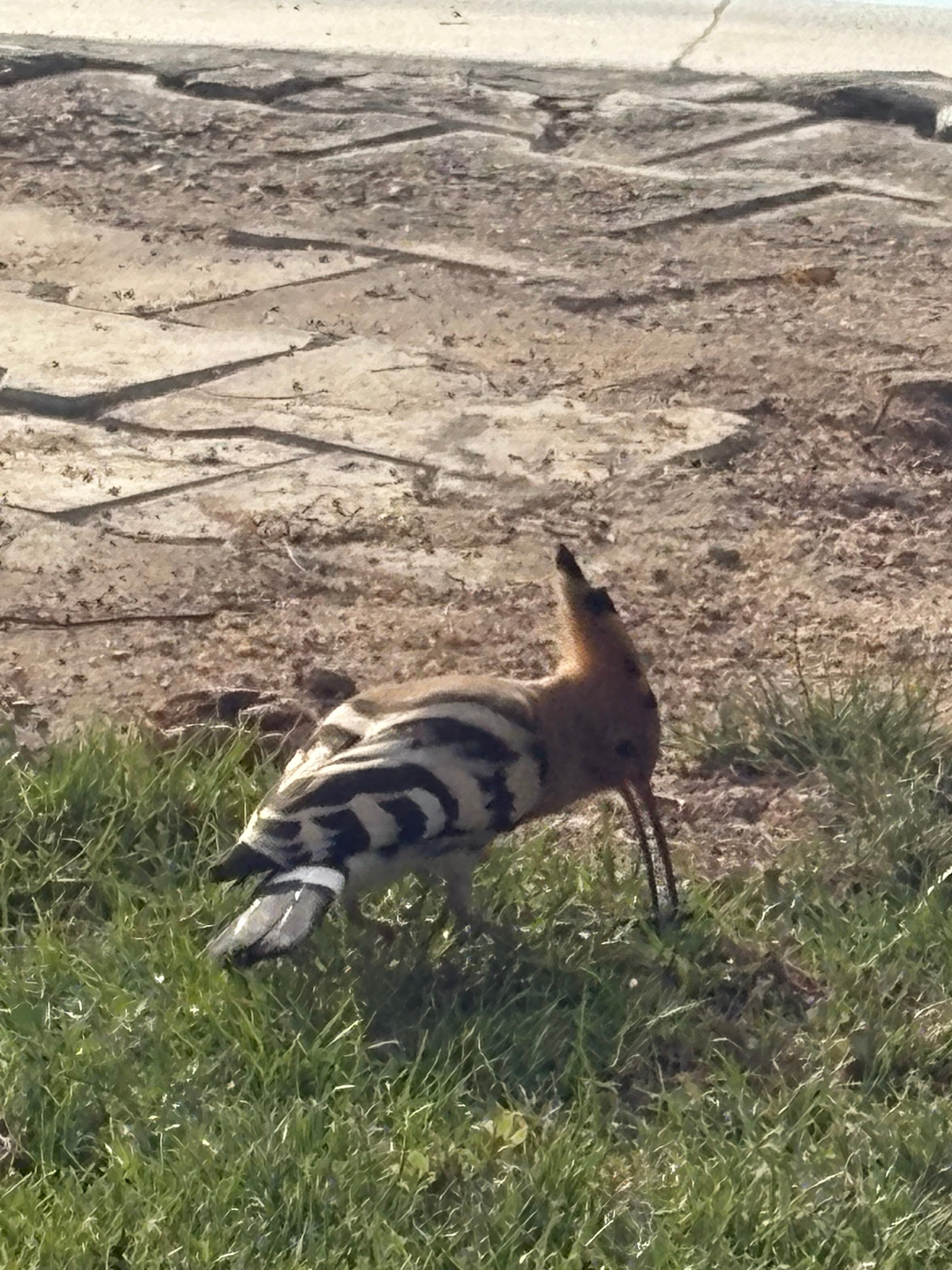 Фото Jaz Aquamarine