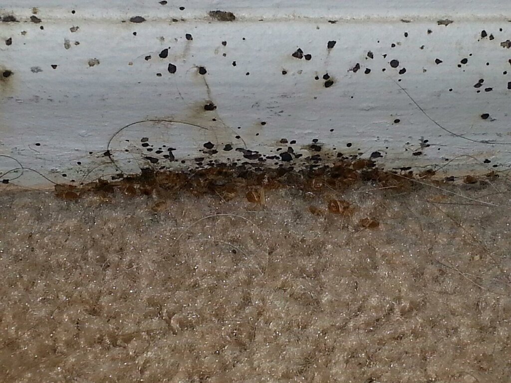Как выглядит гнездо постельных клопов Heat Pest Services, disinfection, disinfestation, pest removal, United States, C