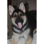Browning Haus German Shepherds (Michigan, Otsego County), animal nursery