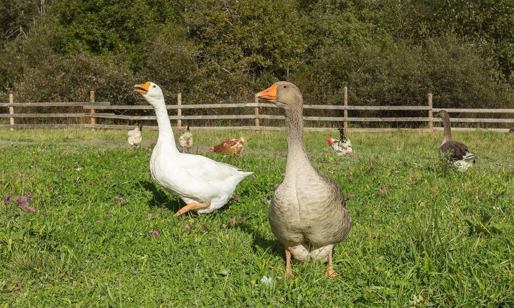 Фото Хутор Ярви