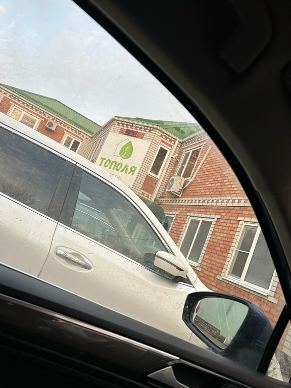 Фото Тополя